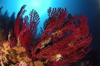 Croatia Diving: Red Gorgonians at  Cathedral deep
